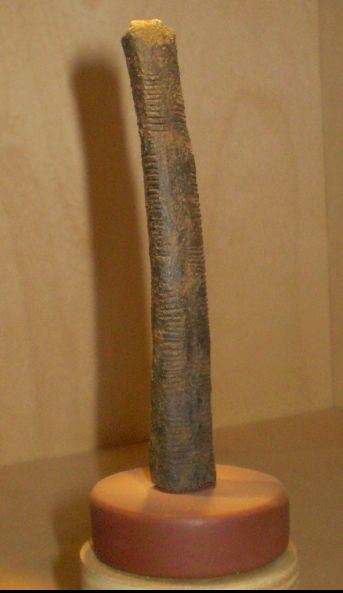El hueso de Ishango, el artefacto matemático más antiguo encentrado en África