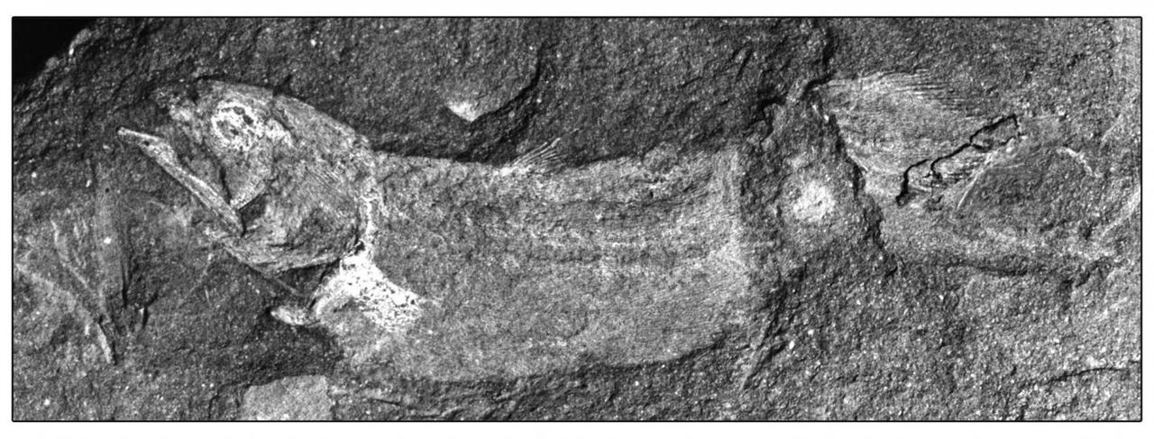 Hallan restos del celacanto más antiguo conocido en África