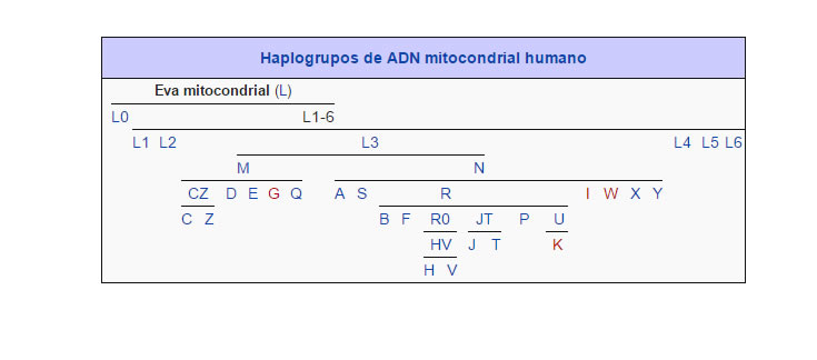 Haplogrupos de ADN mitocondrial humano